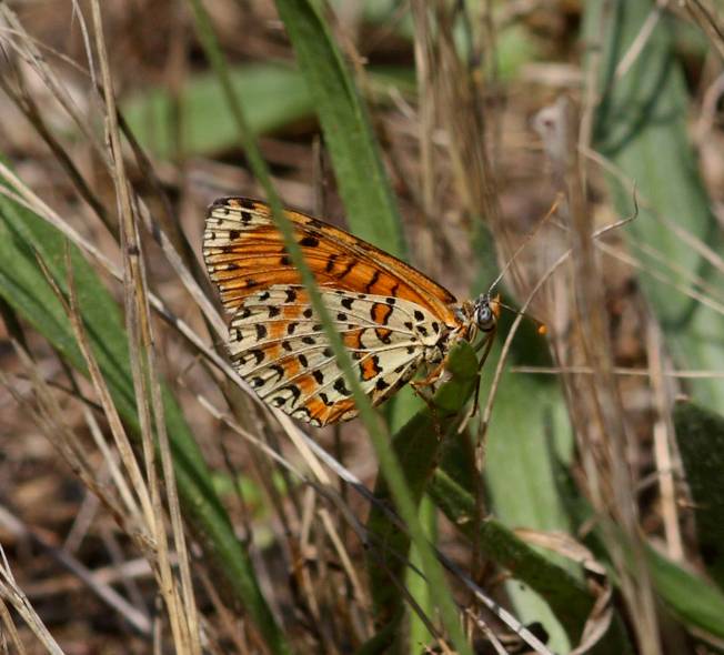 Melitaea da Id. - Melitaea didyma